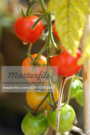 Tomatoes ripening on Vine