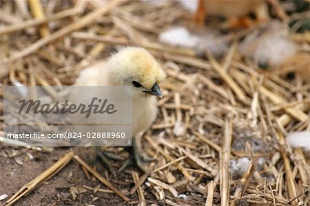 Baby chicks with hen