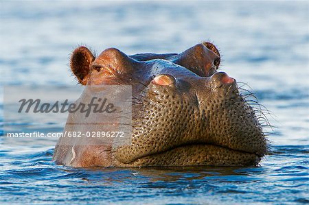 Gros Plan D Hippopotame Hippopotamus Amphibius Scruter L Eau Delta De L Okavango Au Botswana Photographie De Stock Masterfile Premium Libres De Droits Code 6