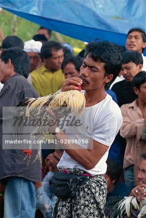 Homme avec coq, très prisé en lutte contre les oiseaux, Bali (Indonésie), l'Asie du sud-est, Asie