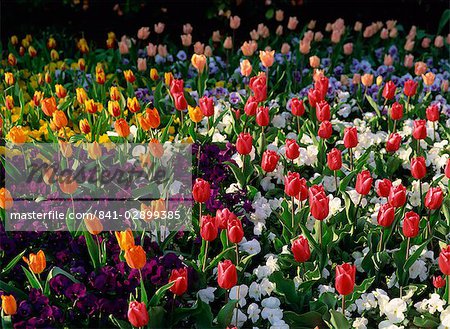 Bett von Tulpen und Stiefmütterchen in St. James's Park, London, England, Großbritannien, Europa