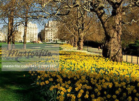 Daffodiles dans Green Park, Londres, Royaume-Uni, Europe