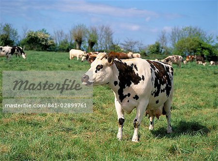 Braune Und Weisse Kuhe Traditionell In Der Landschaft Der Normandie Normandie Frankreich Europa Stockbilder Masterfile Lizenzpflichtiges Kunstlerverzeichnis Robertharding Bildnummer 841 02899761