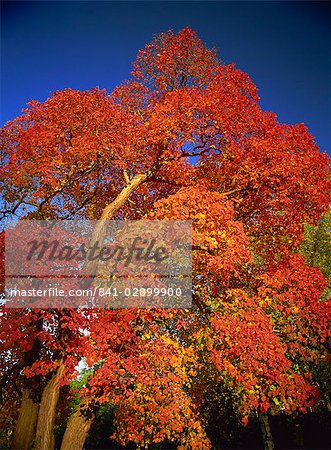 Cotinus arbre en octobre, Royal Botanic Gardens, Kew, Londres, Royaume-Uni, Europe