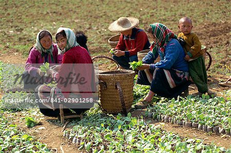 Groupe de femmes Miao rempotage des plants de tabac à Longliw dans le Guangxi, Chine, Asie