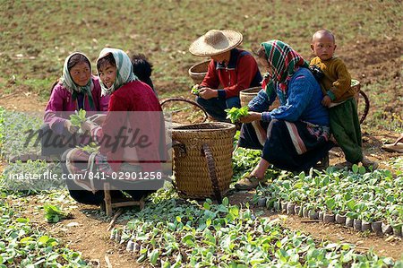 Group of Miao women potting tobacco plants at Longliw in Guangxi, China, Asia