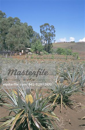Ananas-Bauernhof, Osterinsel, Chile, Pazifik