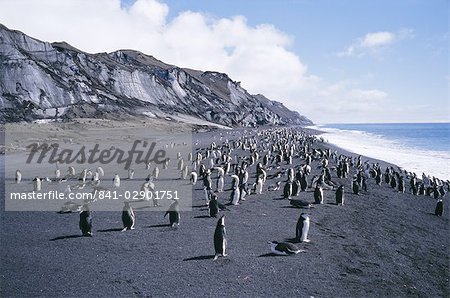 Manchots jugulaire noir et blanc, la plage volcanique noir et noir glacier, île de la déception, l'Antarctique, les régions polaires