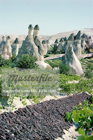 Grapes drying, vineyard and cone houses, Cappadocia, Anatolia, Turkey, Asia Minor, Asia