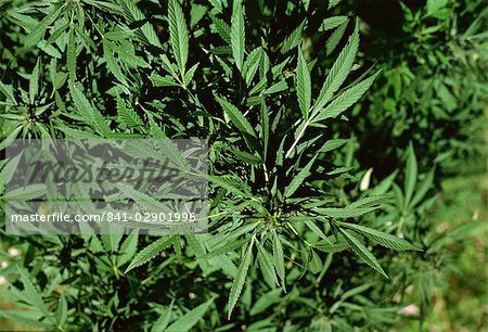 Cannabis plante, vallée de la Hunza, au Pakistan, Asie