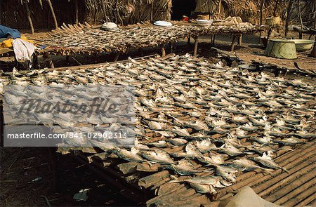 Poisson sécher au soleil, la Gambie, Afrique de l'Ouest, Afrique