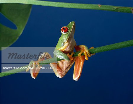 Red-eyed tree frog (Agalythnis callidryas), South America