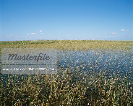 The Everglades, Everglades National Park, Florida, United States of America (USA), North America