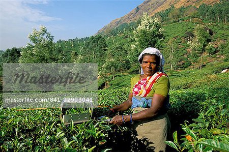 Woman picking tea on tea plantation, Munnar, Western Ghats, Kerala state, India, Asia