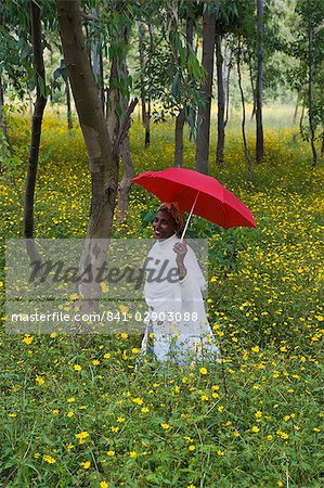 Ethiopian woman holding a red umbrella in a fertile green field of Eucalyptus trees and blooming yellow Meskel flowers, The Ethiopian Highlands, Ethiopia, Africa