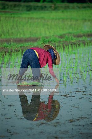 Femme plantation de riz dans une rizière, Bali (Indonésie), l'Asie du sud-est, Asie
