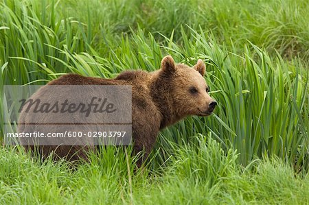 Brown Bear