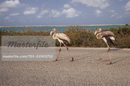 Flamingo, Pekelmeer, Bonaire, Niederländische Antillen
