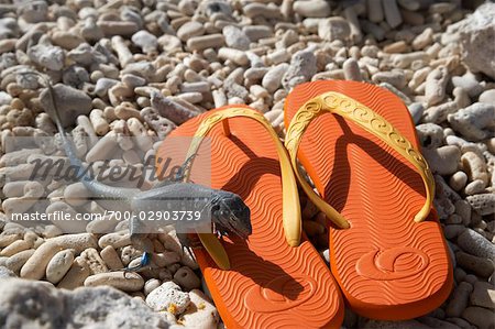 Lizard and Flip-Flops, Pink Beach, Bonaire, Netherlands Antilles Lizard and Flip-Flops, Pink Beach, Bonaire, Netherlands Antilles