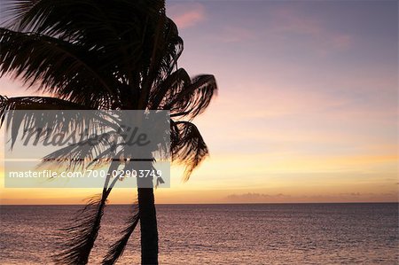 Palm Tree, Kralendijk, Bonaire, Netherlands Antilles