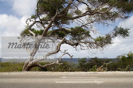 Divi-Divi arbres, Karpata, Bonaire, Antilles néerlandaises