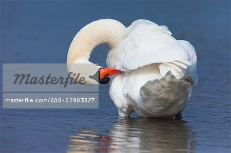 Mute Swan