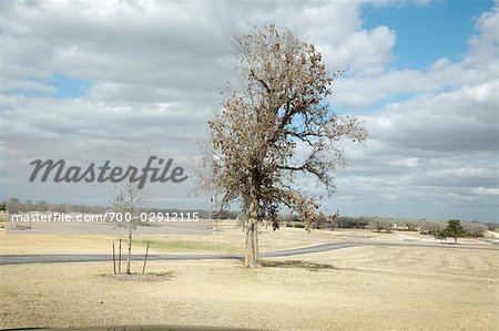 Arbre dans le champ stérile, Somerville, Texas, USA