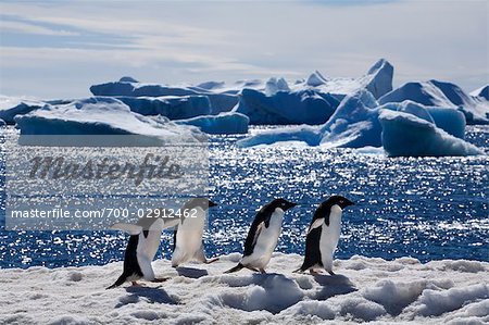 Adelie Penguins, Antarctica