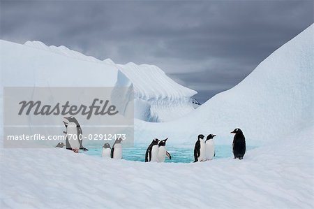 Eselspinguine, Antarktis