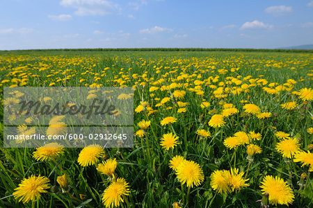 Field of Dandelions