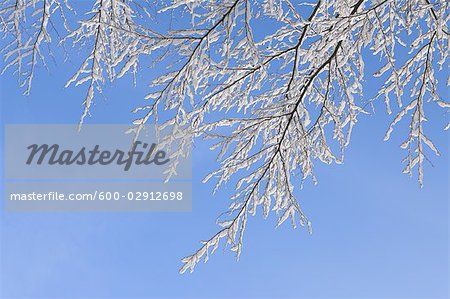 Snow on Branch, Odenwald, Hesse, Germany
