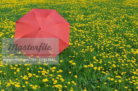 Umbrella in Field of Dandelions