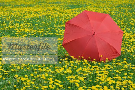 Parapluie en champ de pissenlits