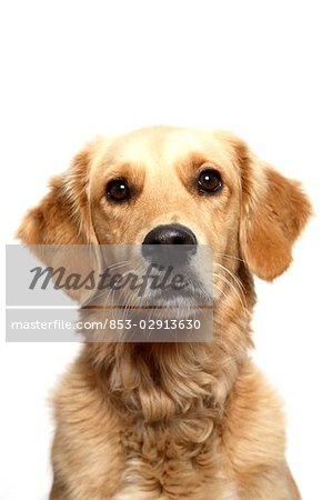 Hund, portrait