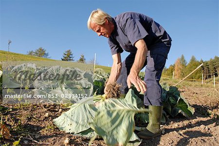 homme travaillant sur un champ, Trentino Alto Adige Italie