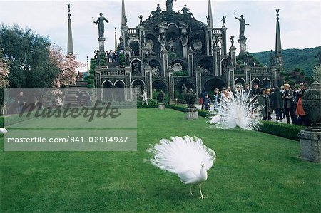 Paons blancs à l'avant de la folie, Isola Bella, lac majeur, Piémont, Italie, Europe