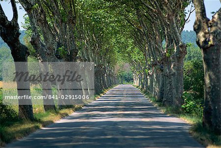Bordée d'arbres vides road sur la Route de Vins, près de Vaucluse, Provence, France, Europe