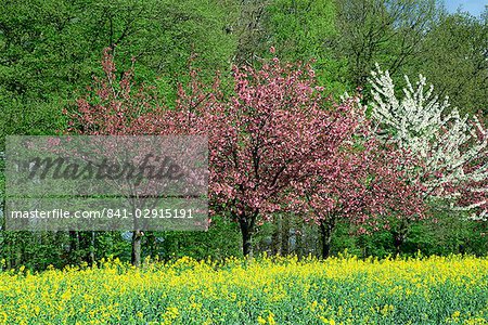 Trees in blossom in farmland in the Seine Valley, Eure, Basse Normandie, France, Europe
