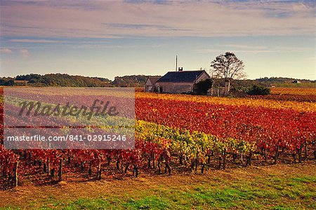 Vineyards near Loches, Indre et Loire, Touraine, Loire Valley, France, Europe