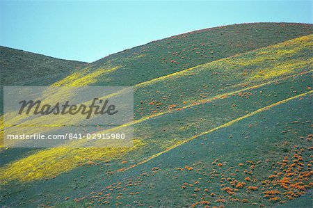 Les fleurs sauvages, Antelope Valley, California, États-Unis d'Amérique, l'Amérique du Nord