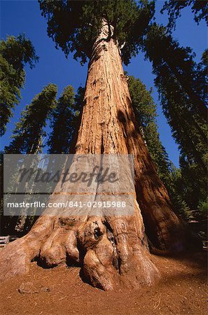 Ben Sherman Tree, Sequoia Park, Californie, États-Unis d'Amérique, l'Amérique du Nord