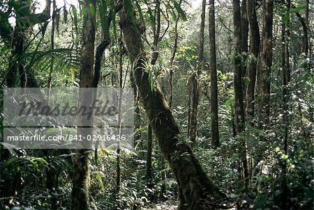 Forêts de diptérocarpacées de plaine, Parc National de Kota Kinabalu, Sabah, Malaisie, Bornéo, Asie