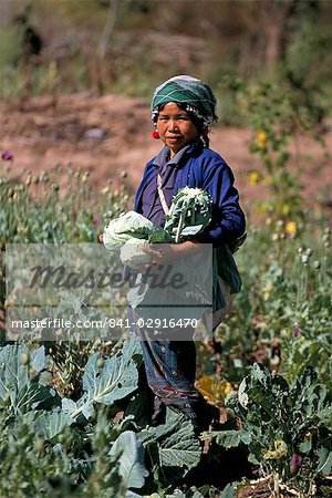 Woman collecting cabbages, Maung Long, Laos, Indochina, Southeast Asia, Asia