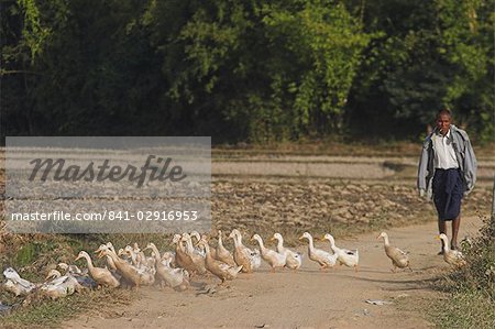 Duck farmer crossing road with ducks near Wan Sai Village (Aku tribe), Kengtung (Kyaing Tong), Shan state, Myanmar (Burma), Asia