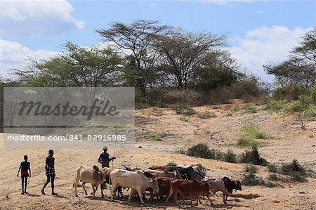 Hommes Hamer avec bétail, Turmi, Omo basse vallée, Ethiopie, Afrique