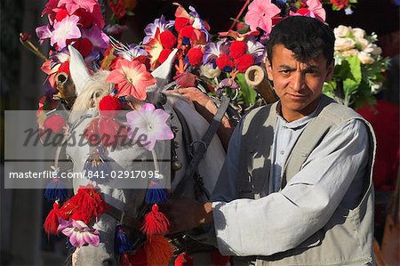 Driver of colourful horse cart, Maimana, Faryab Province, Afghanistan, Asia