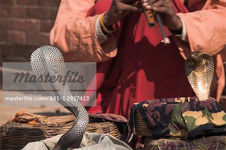 Charmeur de serpent, Patan, Bagmati, Népal, Asie