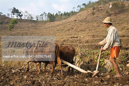 Farmer ploughing field with oxen, Royal trek, Pokhara, Nepal, Asia