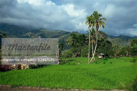 Rice paddies in a rural landscape at Moni, Flores, Indonesia, Southeast Asia, Asia