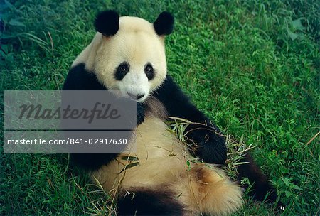 Giant panda, Sichuan Province, China, Asia